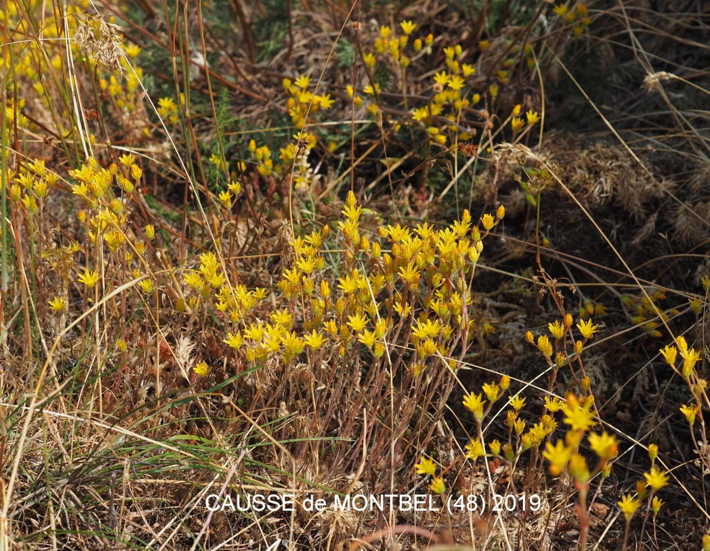 Stonecrop,[Embracing leaved] plant